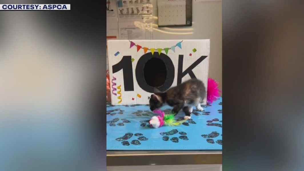 10,000th kitten cared for in foster program
