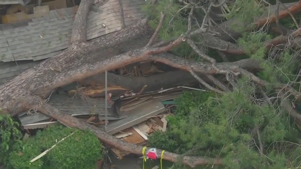 Massive tree topples onto Monrovia house