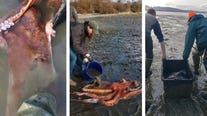 WATCH: Wildlife experts help giant Pacific octopus washed ashore in Washington