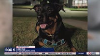 Pet of the Day from Paws Atlanta