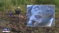 Sheriff hush on outcome of probe into dog shooting