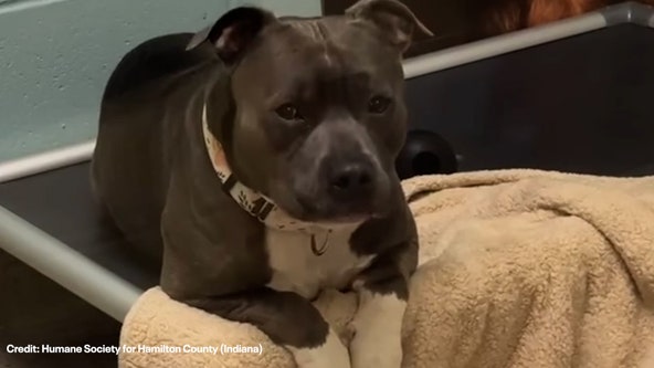 Dog that has been in shelter for almost 260 days needs forever home