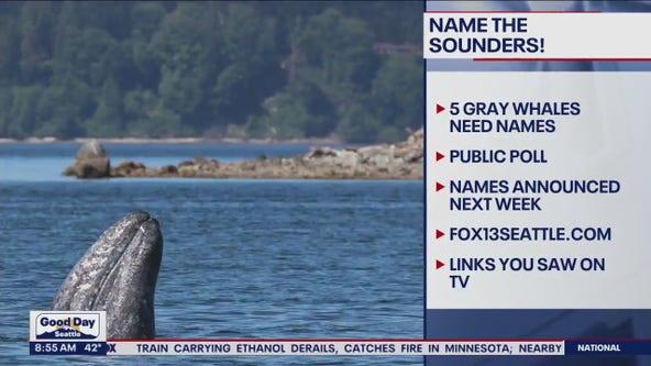 Your chance to name 5 whales in Puget Sound