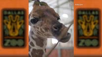 See the Dallas Zoo's newest baby giraffe