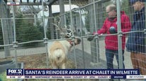 Vixen and Prancer pay a visit to Chalet Nursery.