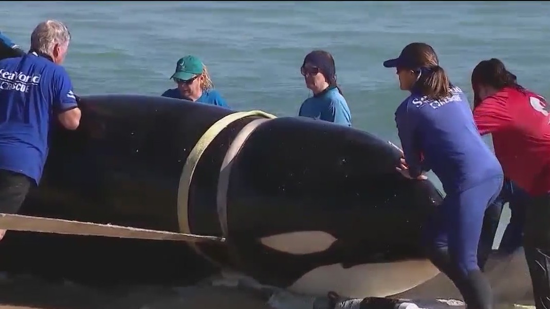 Killer whale to be studied at University of Florida in 'undisclosed' location