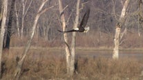 Eagle population soars in Will County