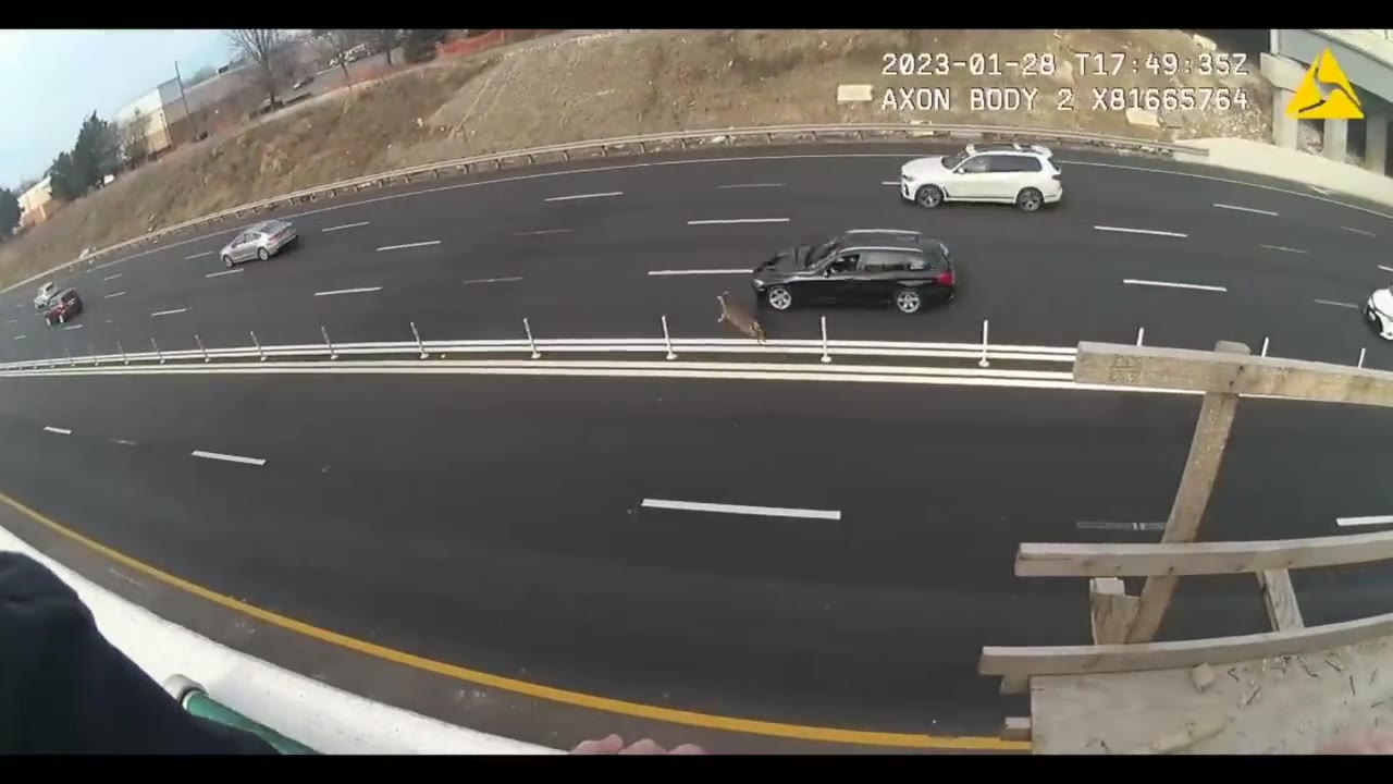 WATCH: Deer runs across busy highway in Fairfax County, avoids being hit