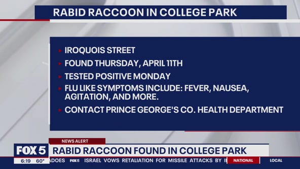 Rabid raccoon found in College Park