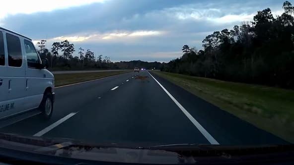 Florida panther darts across highway