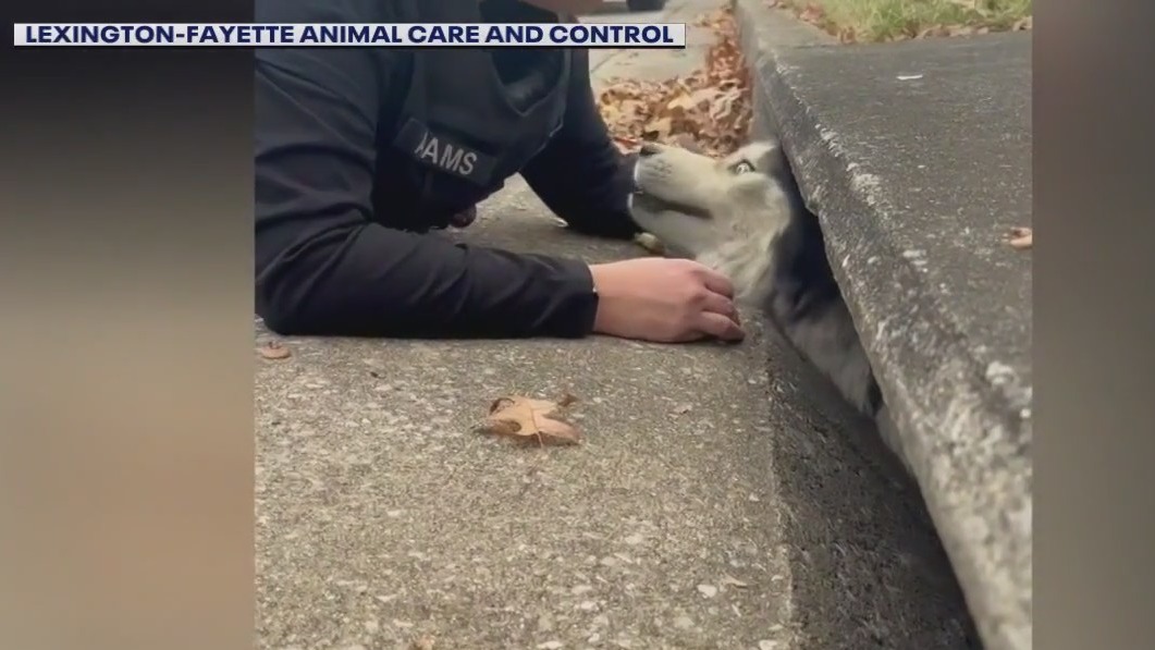 Husky rescued from storm drain