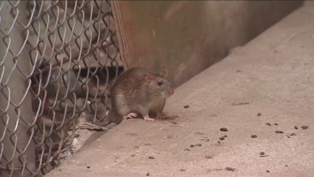 NYC aims to control rats by controlling garbage