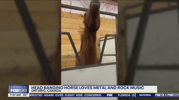 Head banging horse loves heavy metal music