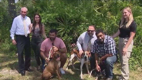 Dogs rescued from DeLand home adopted