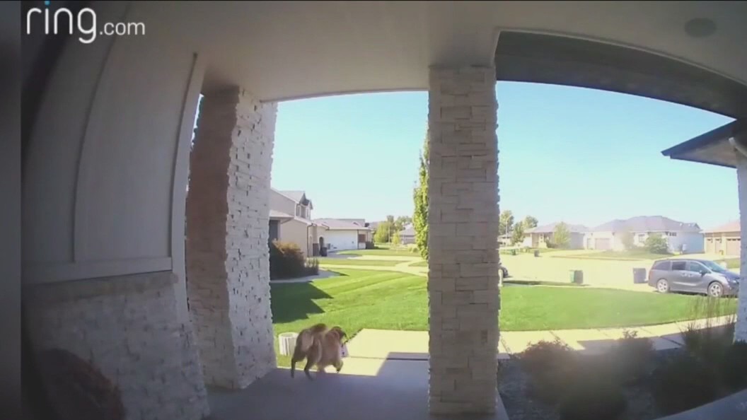 Dog caught on camera stealing woman's Door Dash order