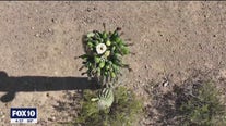 Cactus Census at Phoenix park | Drone Zone