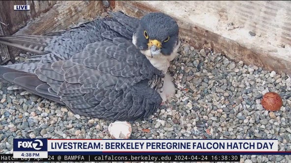 Fourth peregrine falcon chick hatches atop UC Berkeley campanile