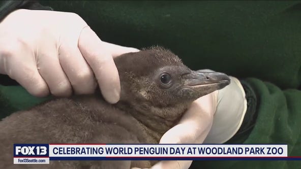 Celebrating World Penguin Day