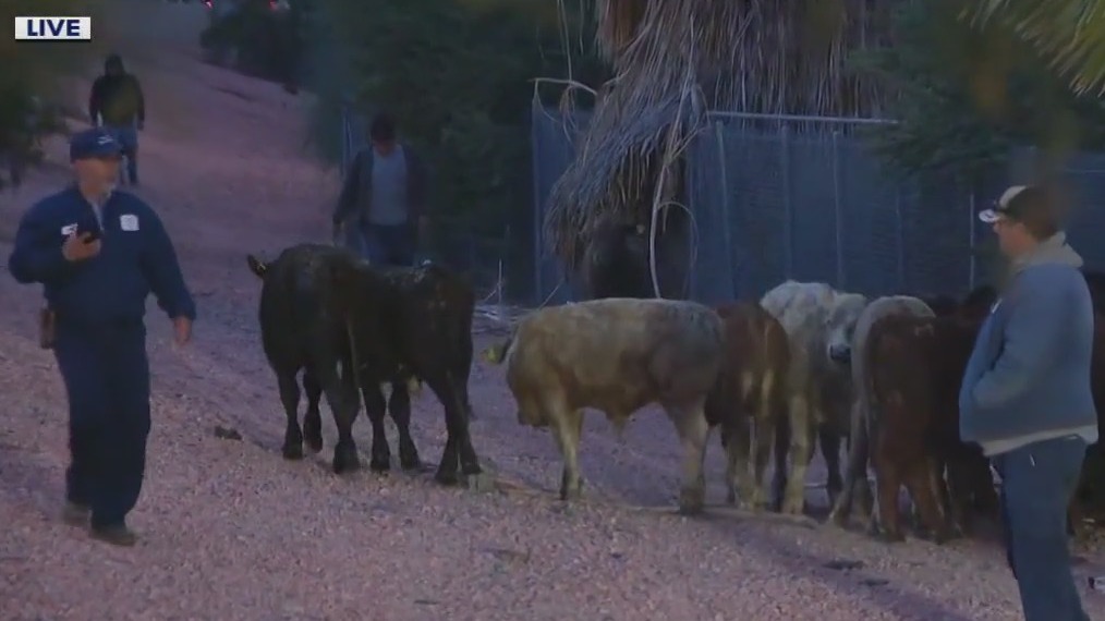Cows loose on Loop 101 after cattle trailer crash