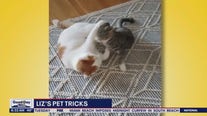 Liz's Pet Tricks for Monday, March 20