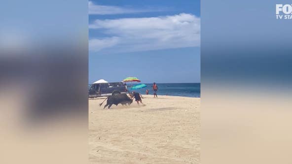 Video shows bull attacking woman on Mexican beach
