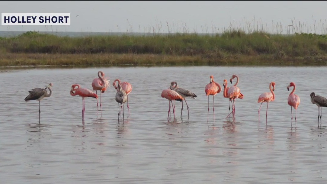 Census tracks comeback of Florida's flamingos