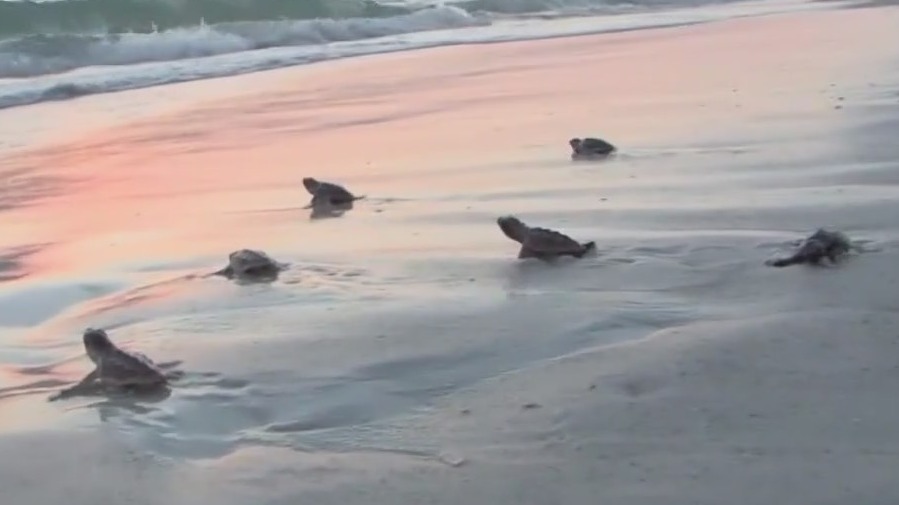 Sea turtle nesting season begins early again