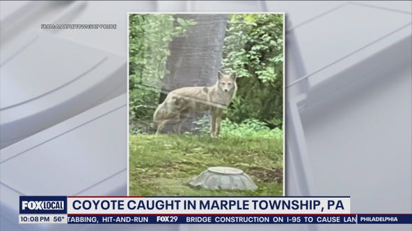 Coyote caught in Delaware County