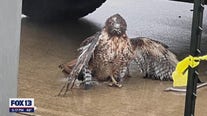 Hawk makes stunning recovery after dramatic rescue from truck crash near Duvall