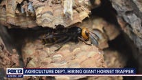 Washington hiring Giant Hornet trapper willing to work with 'live stinging and biting insects'