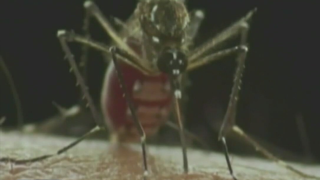 Mosquitos return to central Texas