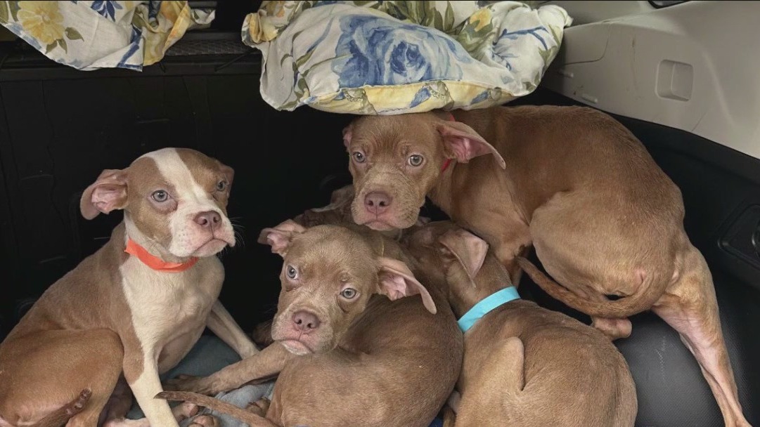 Animal shelter needs help with puppies