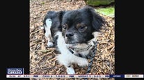 Pet of the Day from Hero Dog Rescue