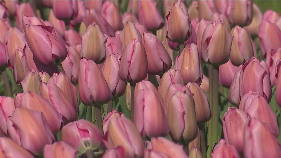 Tulip Festival dazzles in Spring Grove