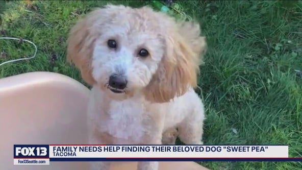 Puppy stolen from Tacoma family