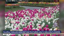 Dallas Blooms opens at the arboretum