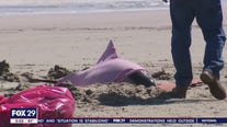Eight dolphins die after 'mass stranding' on New Jersey beach, officials say