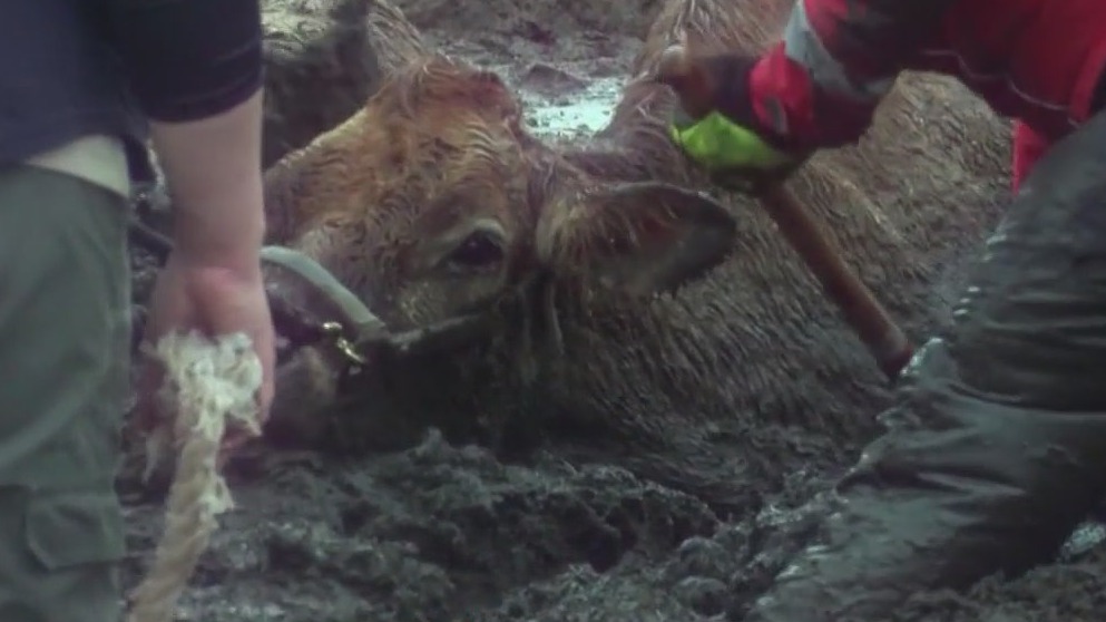 Cows rescued from mud in Muscoy