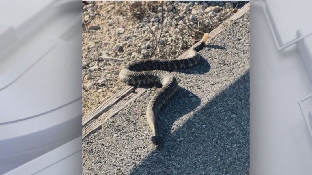 Rattlesnake season is here. What to know