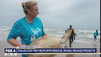 Dallas Zoo volunteers help save sea turtles