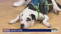 Adopt-A-Pet: Meet Cooper