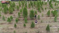 Drone Zone: Ergle Christmas Tree Farm