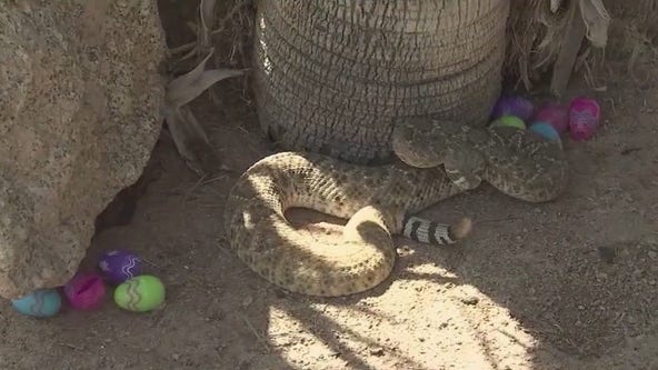 Rattlesnakes could be lurking near Easter eggs