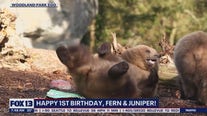 Happy 1st birthday, Fern and Juniper!