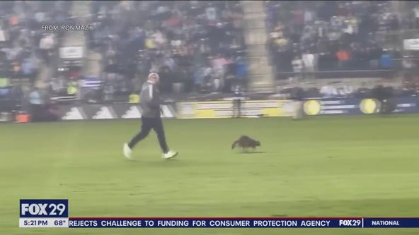 Behind-the-scenes of record-breaking raccoon chase at Philadelphia Union game