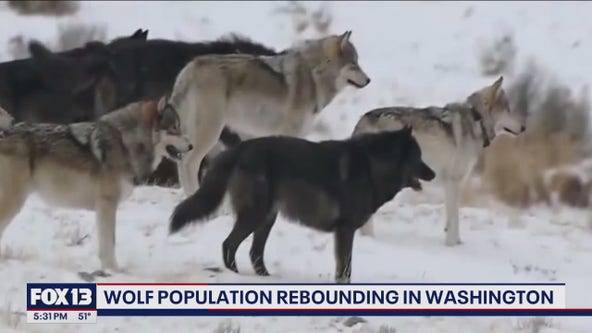 Washington's wolf population on the rebound