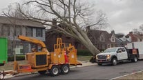 Windy weather in metro Detroit causes power outages, downed trees