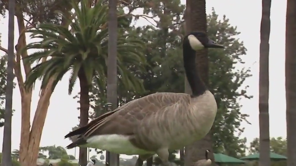 Aggressive geese taking over Echo Park