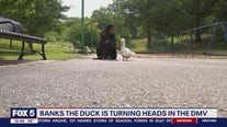 Banks the Duck is turning heads in the DMV
