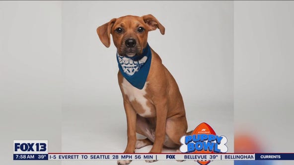 Local rescue pup joins "Puppy Bowl XIX"